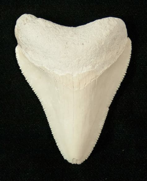 buy bone valley fossil great white tooth